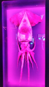 aquarium-squid-20140908_132418